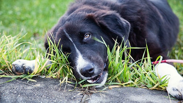 Dog eating grass