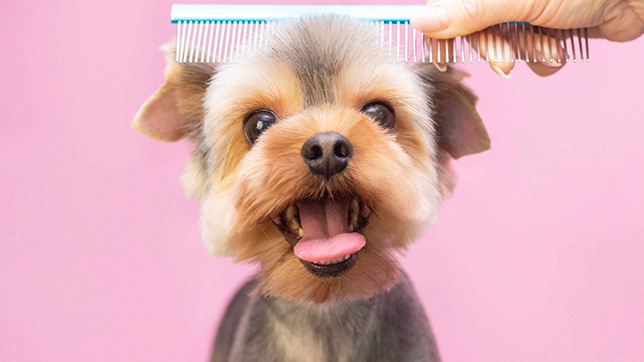 Puppy being brushed