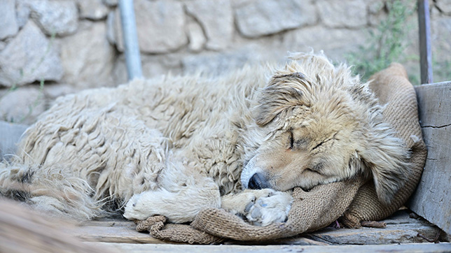 Dog curled up on a blanket