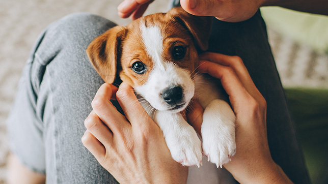 Puppy being cuddled