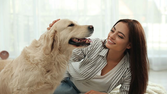 Dog being stroked