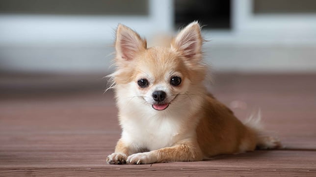 Happy looking Chihuahua