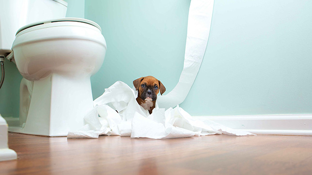 Puppy playing with toilet roll