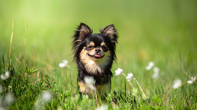 Chihuahua sat in the grass