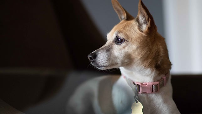 Jack Russell Terrier
