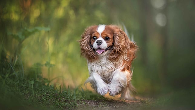 Cavalier King Charles Spaniel running in a field