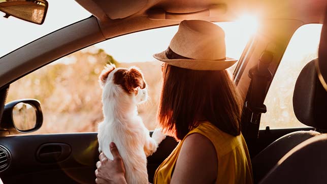 Dogs love discovering new places! Make your roadtrip memorable for the right reasons...