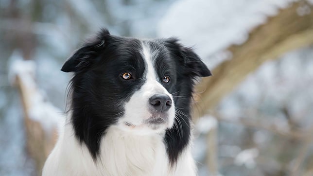 Border Collie dog