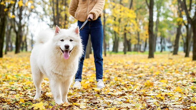 White dog being taken for a walk