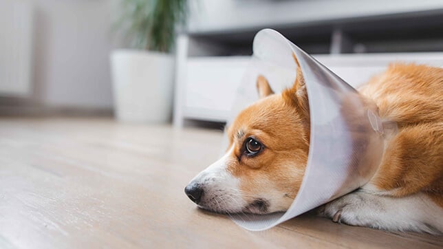 Dog wearing an operation collar