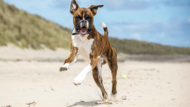 Boxer running on the beach
