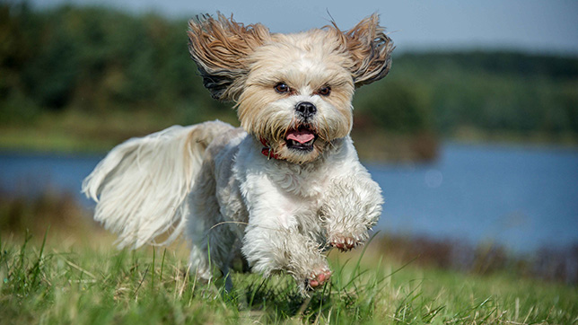 Shih Tzu running in a field