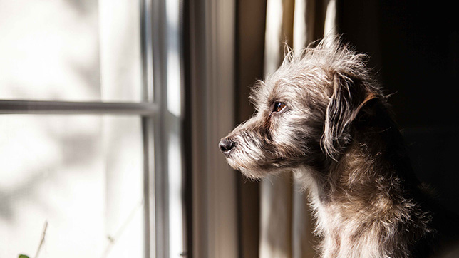 Dog looking out of a window