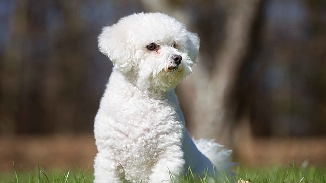 Bichon Frise sat outside