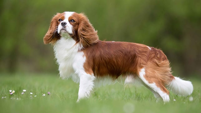 Cavalier King Charles Spaniel 