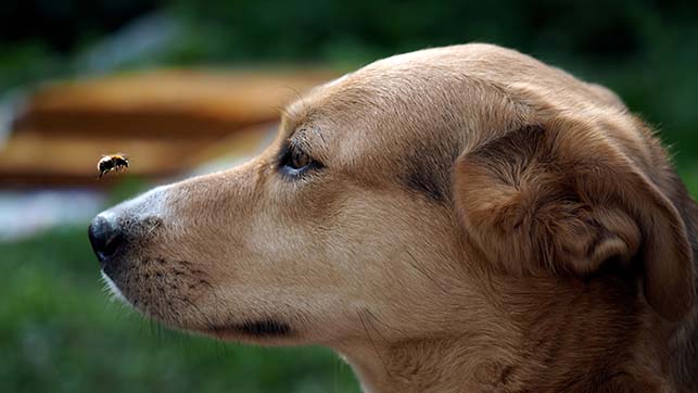 Dog looking at a wasp