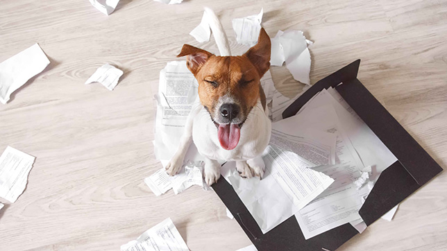 Dog ripping up paper