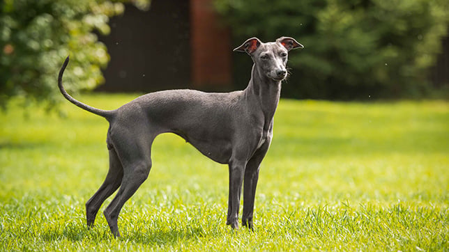 greyhound dog