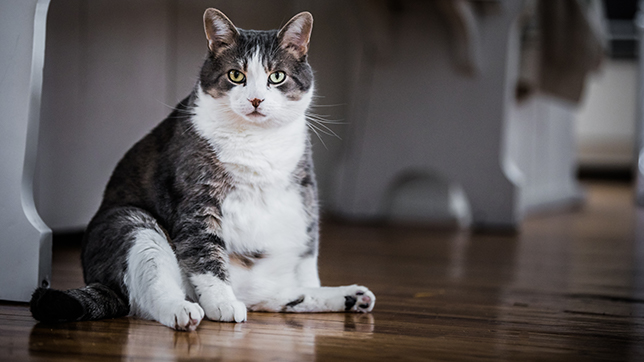 Obese cats can be especially difficult to help, as they spend more time away from home