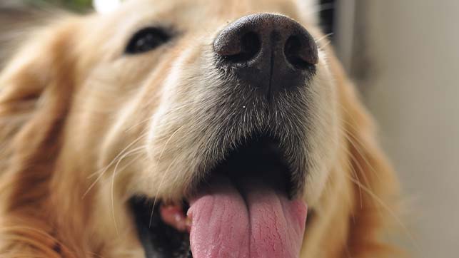 Close up of a dog's nose