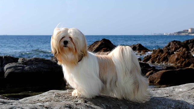 Lhasa Apso at the sea