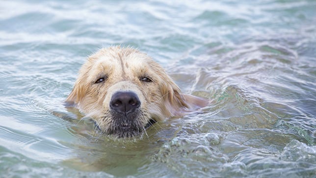 dog swimming