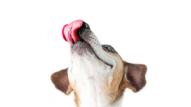 How to Manage Excessive Licking in Dogs