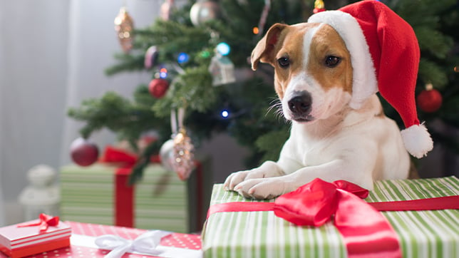 How to protect your Christmas presents from your dogs