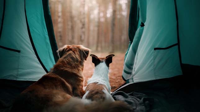 Camping is a great way to get your dog close to nature