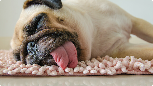 Dog allergic to blanket hotsell
