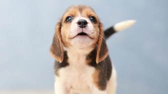 A Beagle puppy on a light blue background