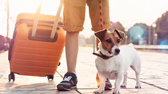 Dog with a suitcase