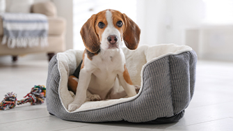 Dog sat in its bed
