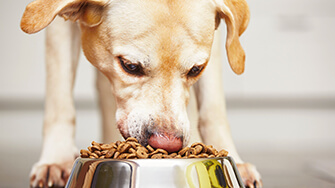 Dog eating food