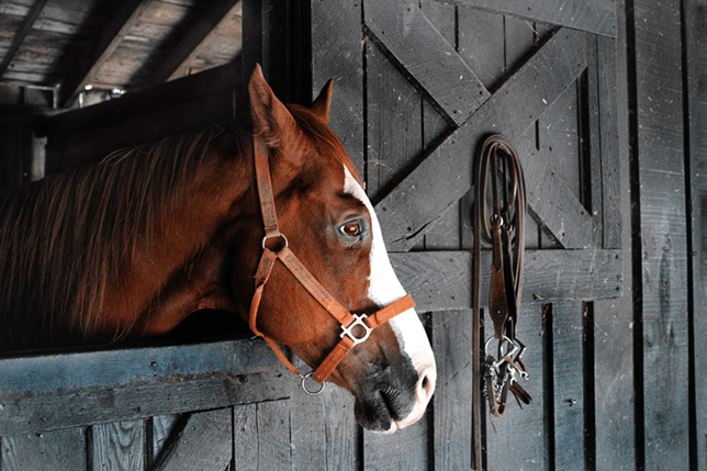 Creating a safe area within a stable is advised, so that your horse cannot accidently hurt themselves