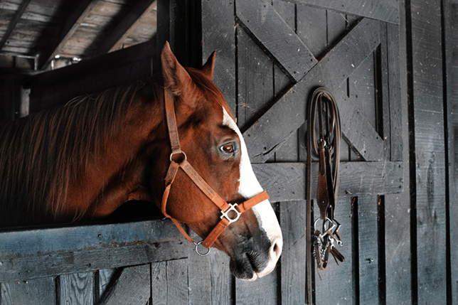 A brown horse with their head peering out of the stable