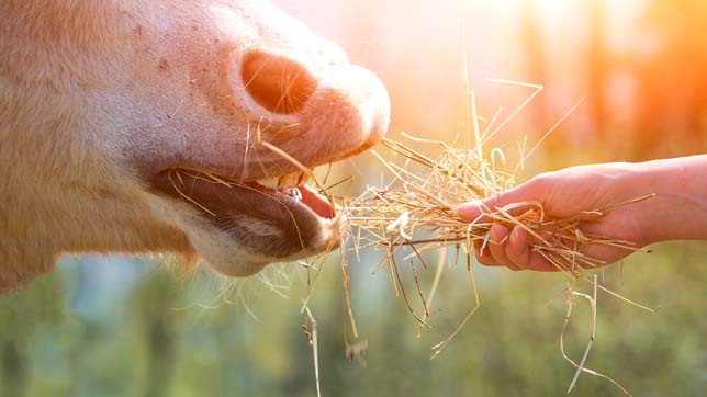 Horse allergies caused by diet can be identified and managed fairly easily