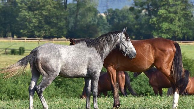 a group of horses in a field