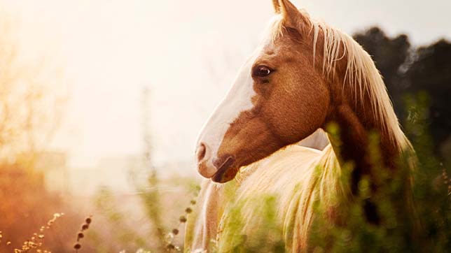 Horses can need assistance to keep cool in hot weather