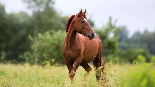 Horse's senses are extremely acute, often detecting factors in the environment that we cannot even perceive