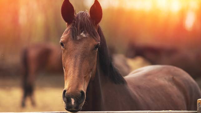 Horses should be vaccinated against equine influeza