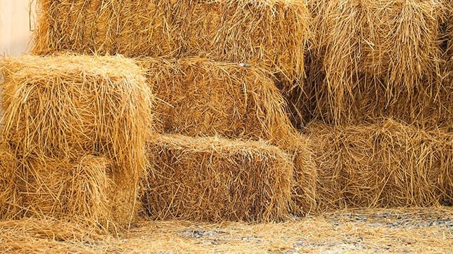 Never feed your horse old bales of hay
