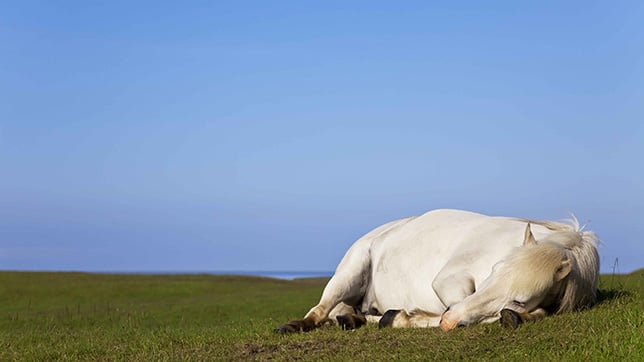 Horse laying down in a field