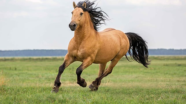 Overweight horses can be prone to a variety of health issues, such as laminitis