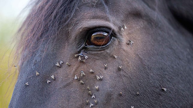 a horse with flies around its eye