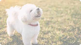 The Ethics of Buying Pets Online Animal Friends