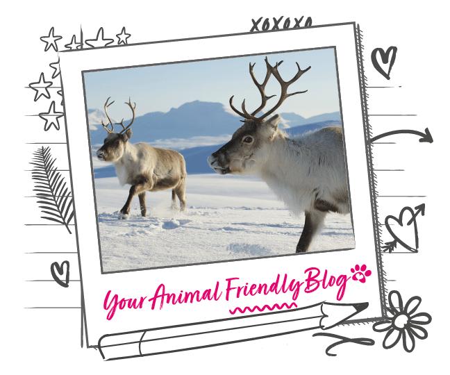 10 Fun Facts about Reindeer Animal Friends