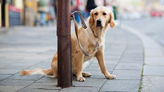 A golden coloured dog on a lead, tied to a lamp post