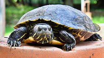 A terrapin