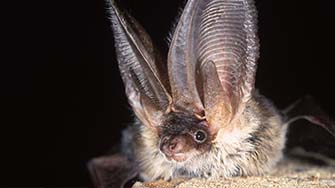 A long eared bat